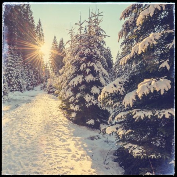 Meet the Posher ☀️💐 - Picture 2 of 6